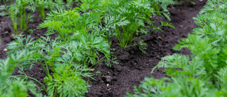 Återvinning av matavfall